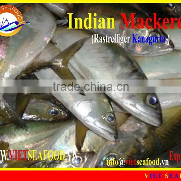 FROZEN W/R INDIAN MACKEREL photo-6