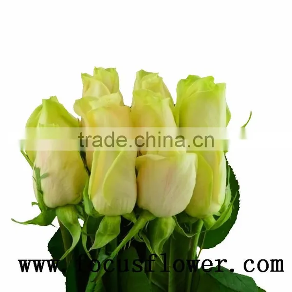 Hotsale Roses Flowers Fresh Cut Flowers Vendela Rose for Decoration From Kunming Ecuador Wholesale Flowers photo-6