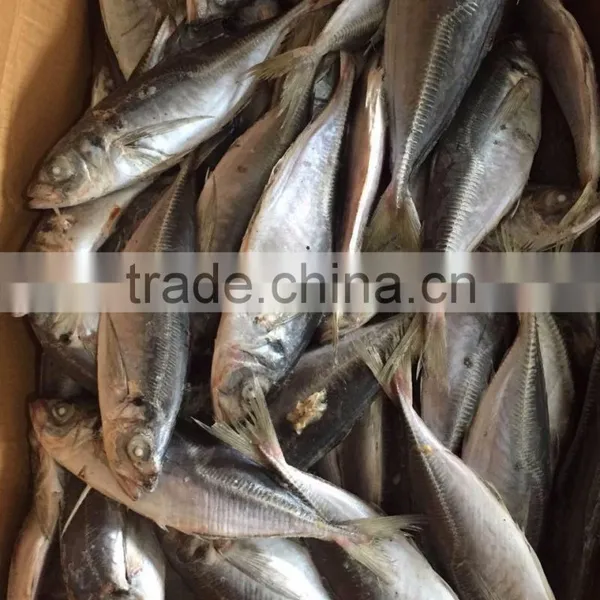 Horse Mackerel 20cm+ photo-5