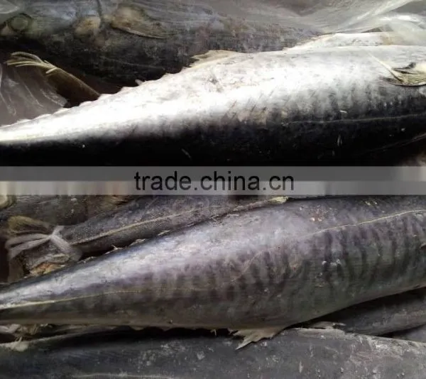 High Quality WR IQF Frozen Spanish Mackerel and Scomberomorus Niphonius photo-2