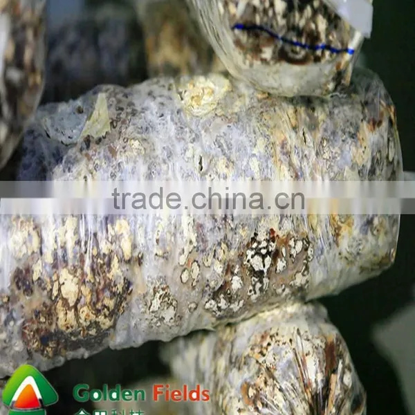 Bulk Supply Market Price for Edible Lentinus Edodes Wholesale photo-4