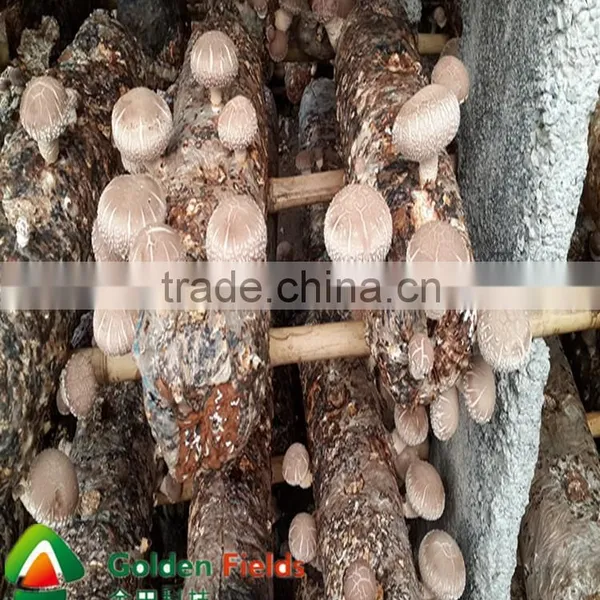 Professional Supplier Factory Price for Shiitake Mushroom Spawn photo-6