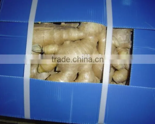 Fresh Ginger photo-4