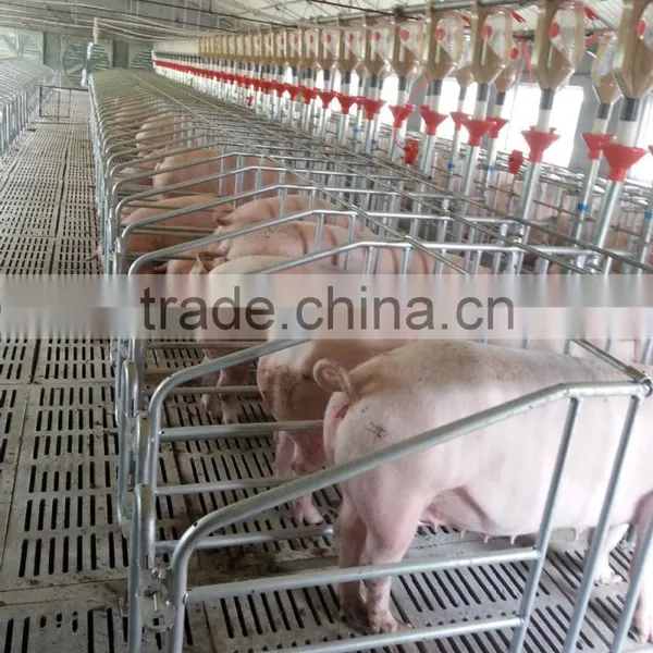 Pigsty |crates With CE/CCC Certificate|sow Gestation Crates or Farrowing Crate photo-5