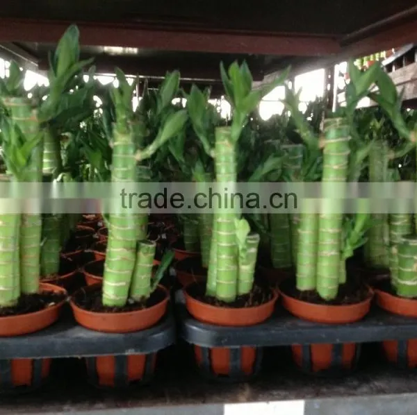 Lucky Bamboo Dracaena Sanderiana Lotus Bamboo photo-4