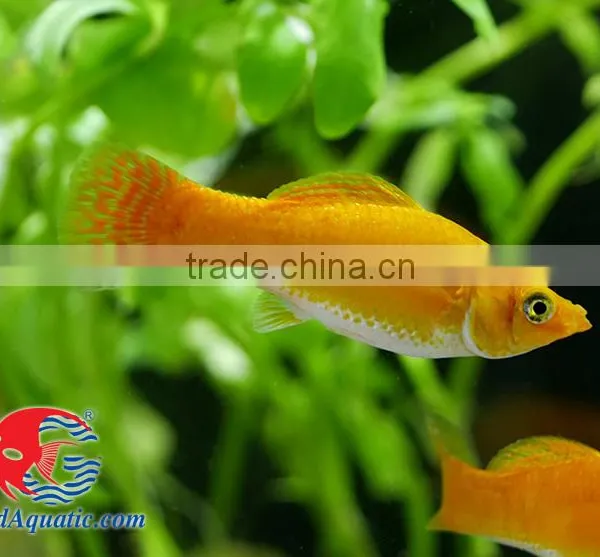 Snow White Sailfin Molly Fish for Freshwater Aquarium Tank