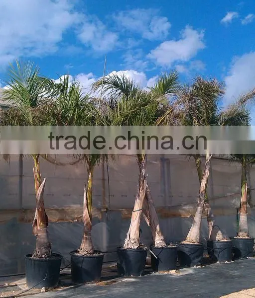 Roystonea Regia "Royal Palm" Cuban Royal Palm" 350/500 Plant Height photo-3