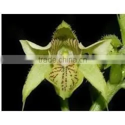 JIWANTI EXTRACT photo-3