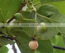 CORDIA DICHOTOMA photo-4