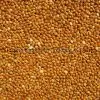 Broomcorn Millet