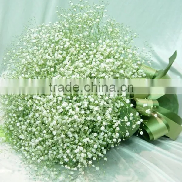Special Unique Nature Preserved Gypsophila photo-3
