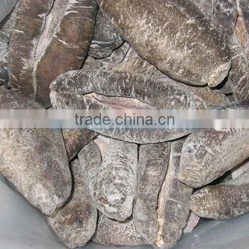 Sea Cucumber Vietnam, Pomegranate Fish, Actinopyga Lecanora photo-6