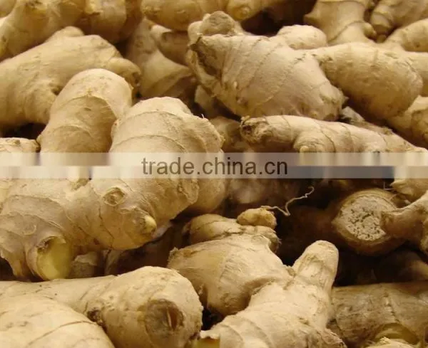 BEST PRICE VIETNAM FRESH GINGER photo-6
