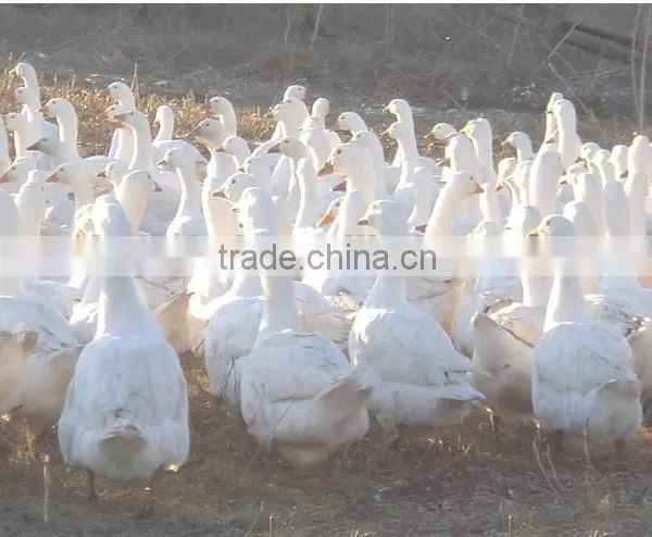 Washed Down 90%white Duck Down USA Standard Whole Sale Filling Material Duck Down photo-5