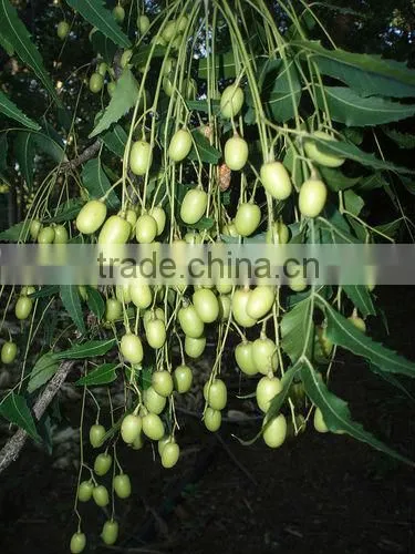 NEEM SEEDS photo-4