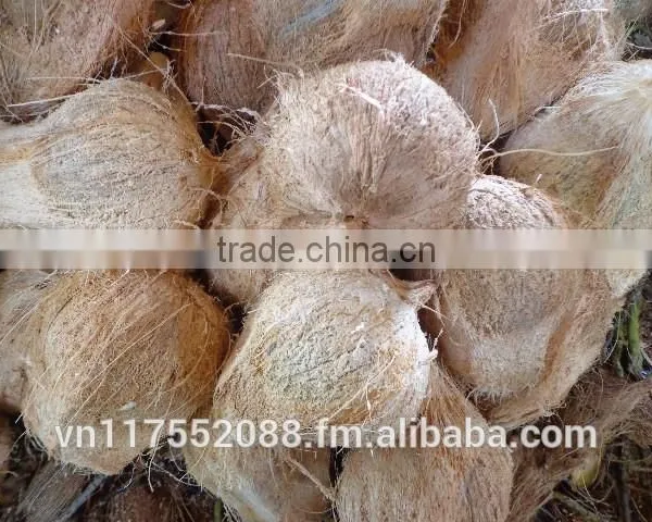 Matured Coconut