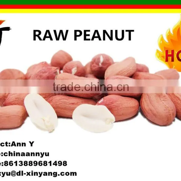Wholesale Long Size Chinese Peanut Kernels From China photo-5