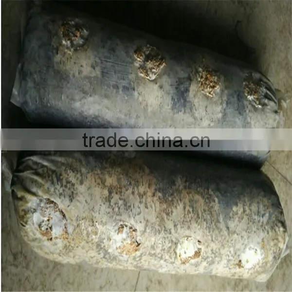 Dried Log Flower Shiitake Mushrooms Logs Whole Low Price For Sale photo-4