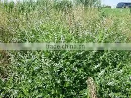 NATURAL PEPPERMINT OIL,wholesale Pure Peppermint Oil