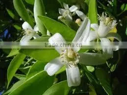 India's No. 1 Neroli Essential Oil