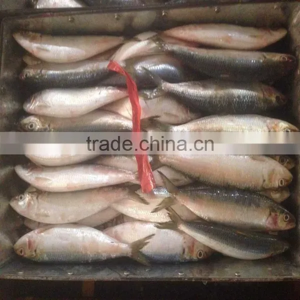 Canned W/r Sardine Fish Low Price Frozen Sardine for Canning photo-2