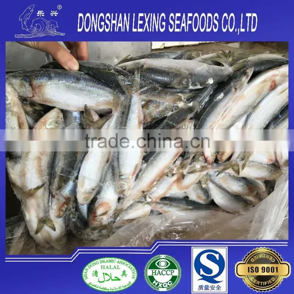 Whole Round Frozen Sardine Fish 85pcs/10kg photo-2