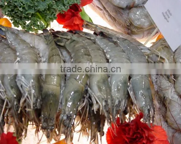 Black Tiger Prawn photo-4