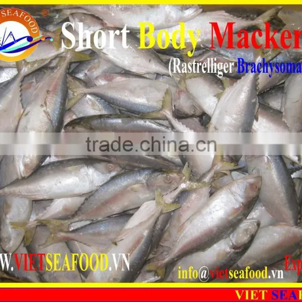 W/R FROZEN SHORT BODY MACKEREL photo-4
