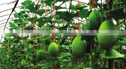 Vegetables Bundling Rope photo-6
