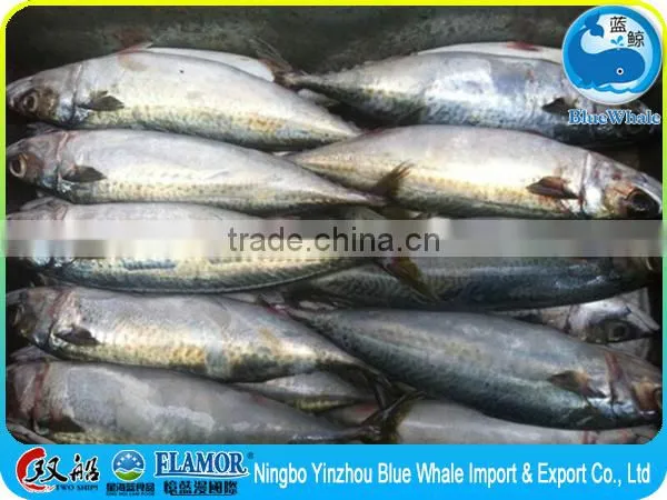 Frozen Pacific Mackerel 300g photo-2