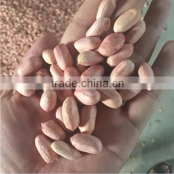 Crop 2015 Chinese Raw Peanut Inshell photo-4