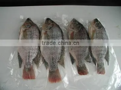 Frozen Tilapia Whole Round Fish photo-2