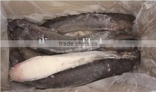 Whole Round Catfish (Silurus Asotus) photo-2