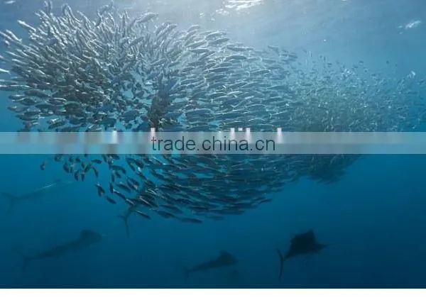 IP68 15/25 m Underwater Infrared LEDs Fish Finder Camera, Infrared Camera With 3.5'' Display Factory in Shenzhen photo-6