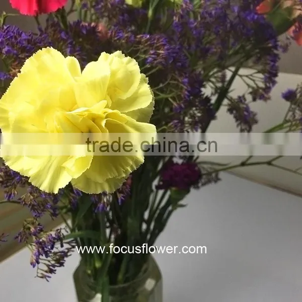 Wholesale Cheap Colorful Carnation Flower Import From China Yellow Fresh Carnation Flower photo-3