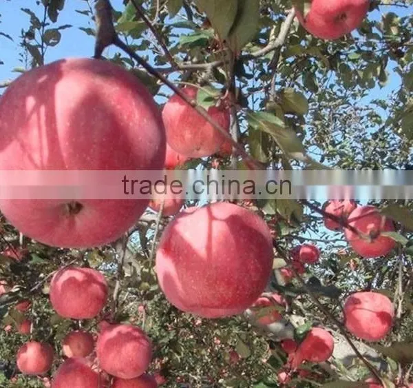 Fresh Gala Apple With Good Quality and Good Taste for Sale photo-4