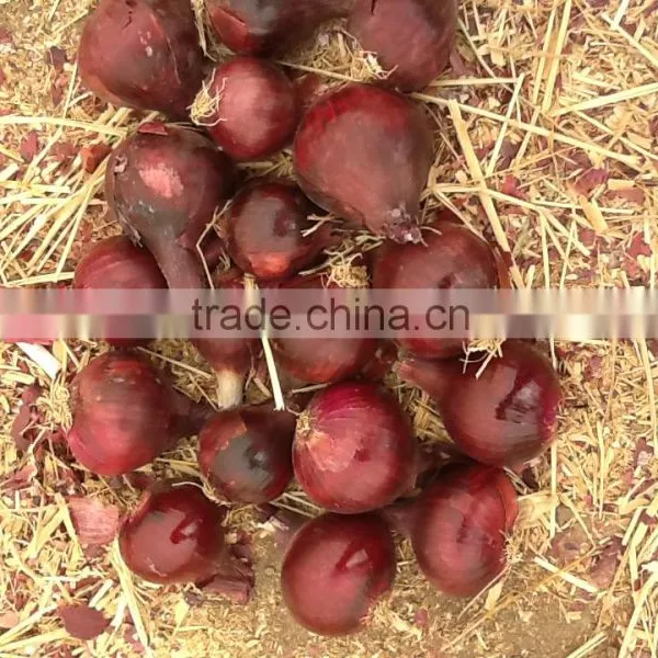 Onion photo-6