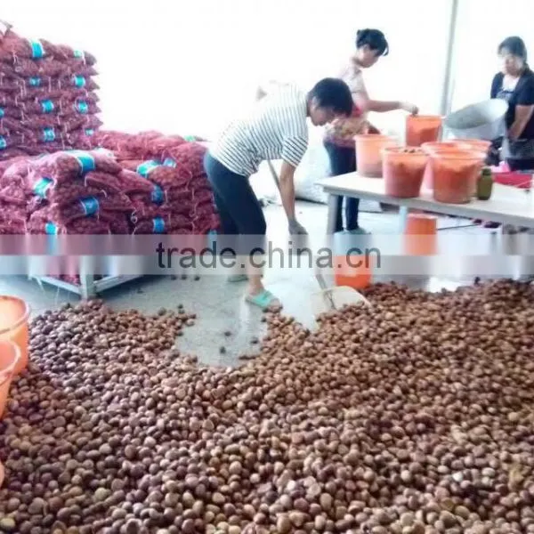 CHINESE CHESTNUTS/ COMMON CHESTNUTS photo-4