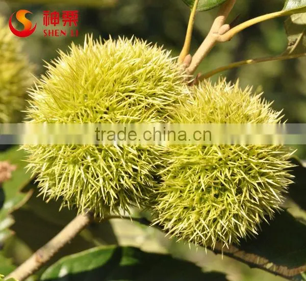 Natural Sweet Easy to Peel Hebei Fresh Chestnuts photo-4