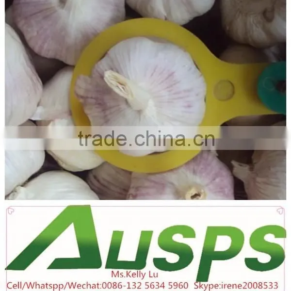 China Garlic Price per Ton photo-3