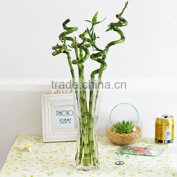Lucky Bamboo Bonsai photo-2