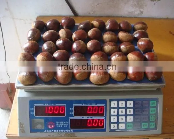 2015 New Crop Dandong Raw Sweet Organic Chestnuts photo-2