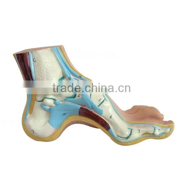 Biological Teaching Aids Education Silicone Foot Model photo-2
