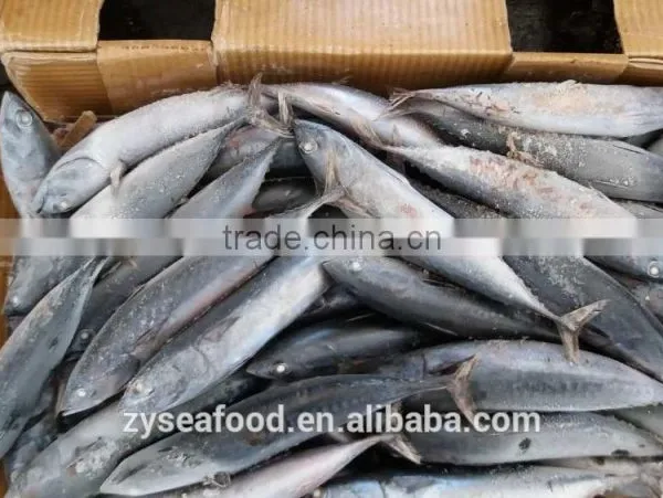 for Canning Low Price 200/300g Frozen Bonito Skipjack Tuna photo-2