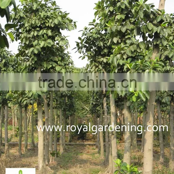 Ficus Altissima Tropical Trees Plants photo-3