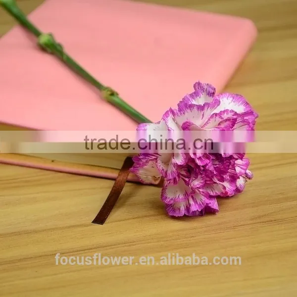 Magnificent Cut Flower Holland Carnation for Interior Decoration photo-3