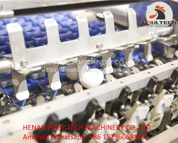 Egg Grading Machine for Sale 3000 - 10000 Eggs/Hour photo-3