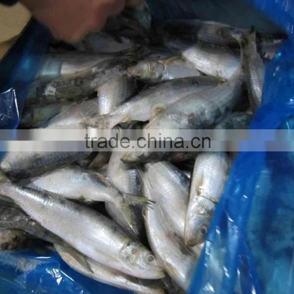 Frozen Sardine Fish Sardinella Longiceps From FAO61 photo-6