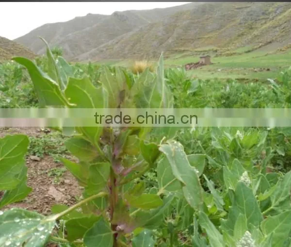 Quinoa photo-4