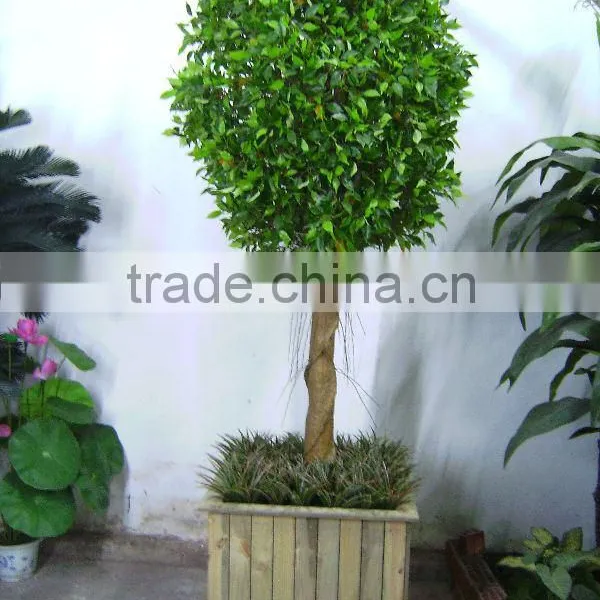 Banyan Tree